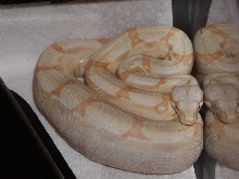 Albino 2