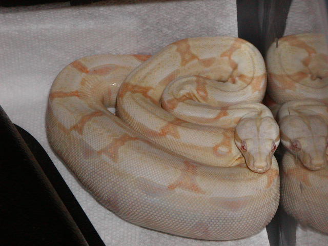 Albino 2