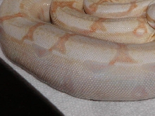 Albino 3