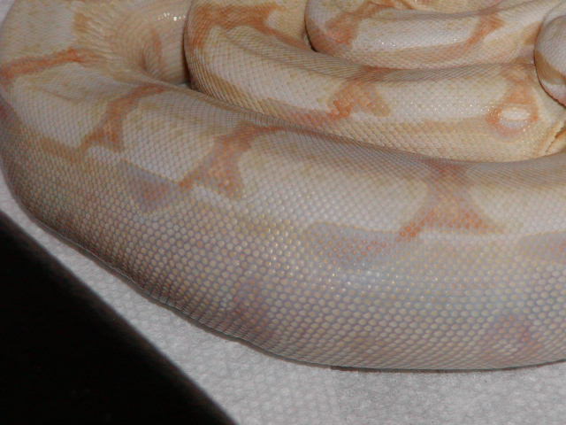 Albino 3