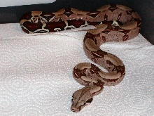 Aloysius