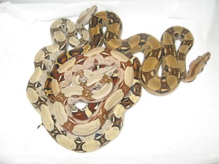Trio of Boas