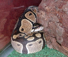 Tucker by his log