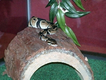 Tucker laying on log