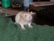 Baby Rat