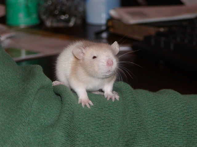 Baby Rat