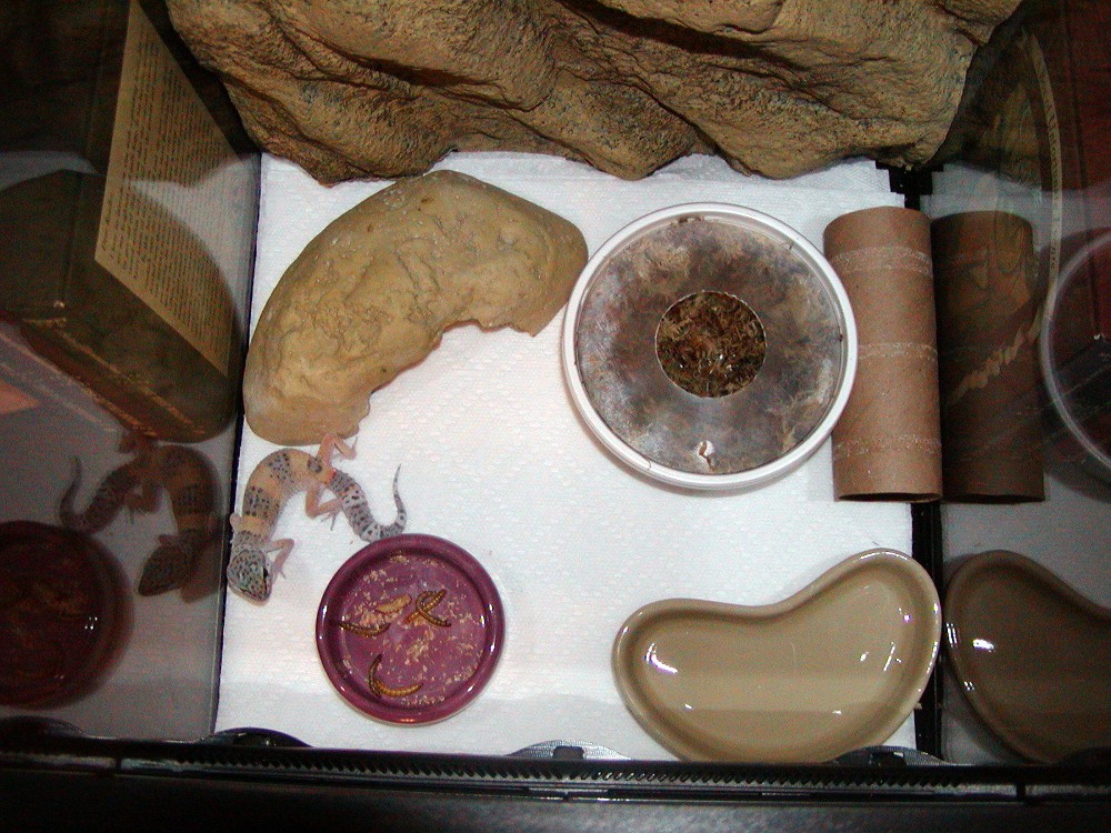 Lola Setup