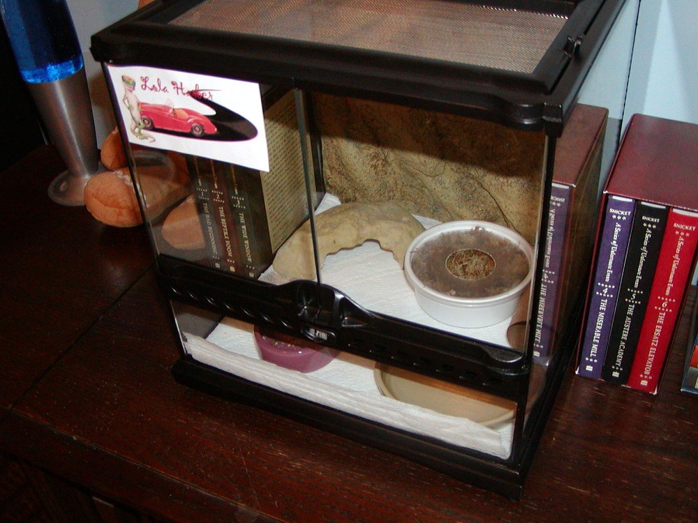 Lola Setup2