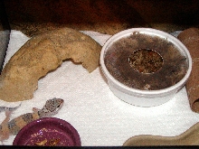 Lola Setup3