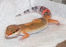 Rico2