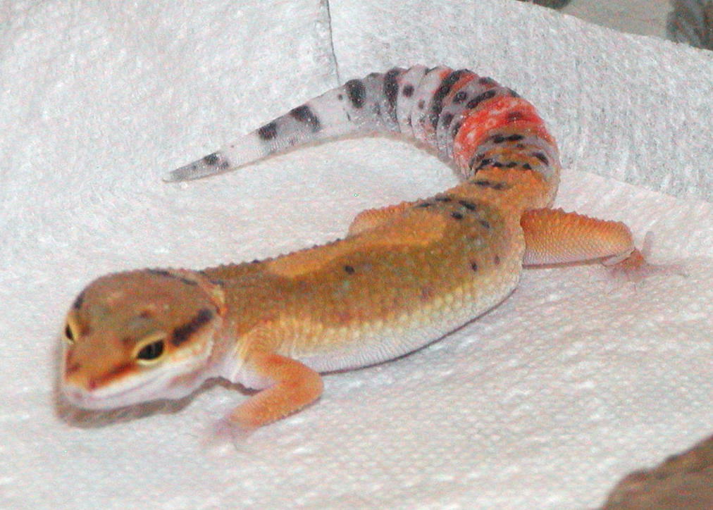 Rico2