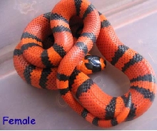 Honduran Female