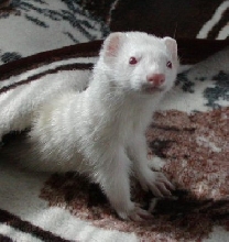 Keyta