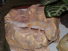 Mandy asleep