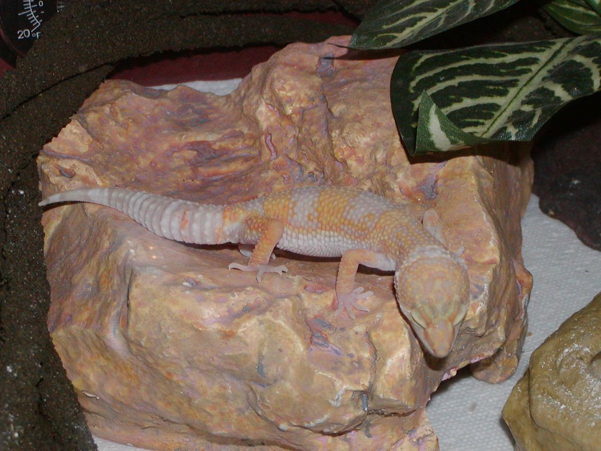 Mandy asleep