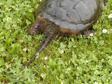 Turtle Tail