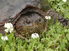 Turtle head