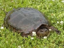 Turtle Body