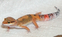Rico