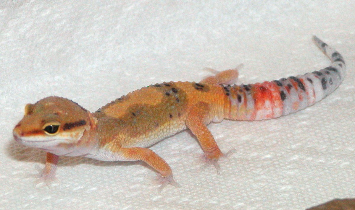 Rico