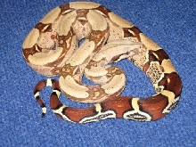 Suriname Male 1