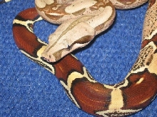 Suriname Male 2