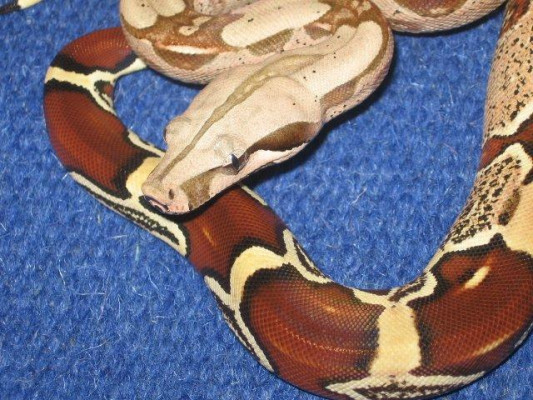 Suriname Male 2