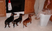 Wiener Dogs