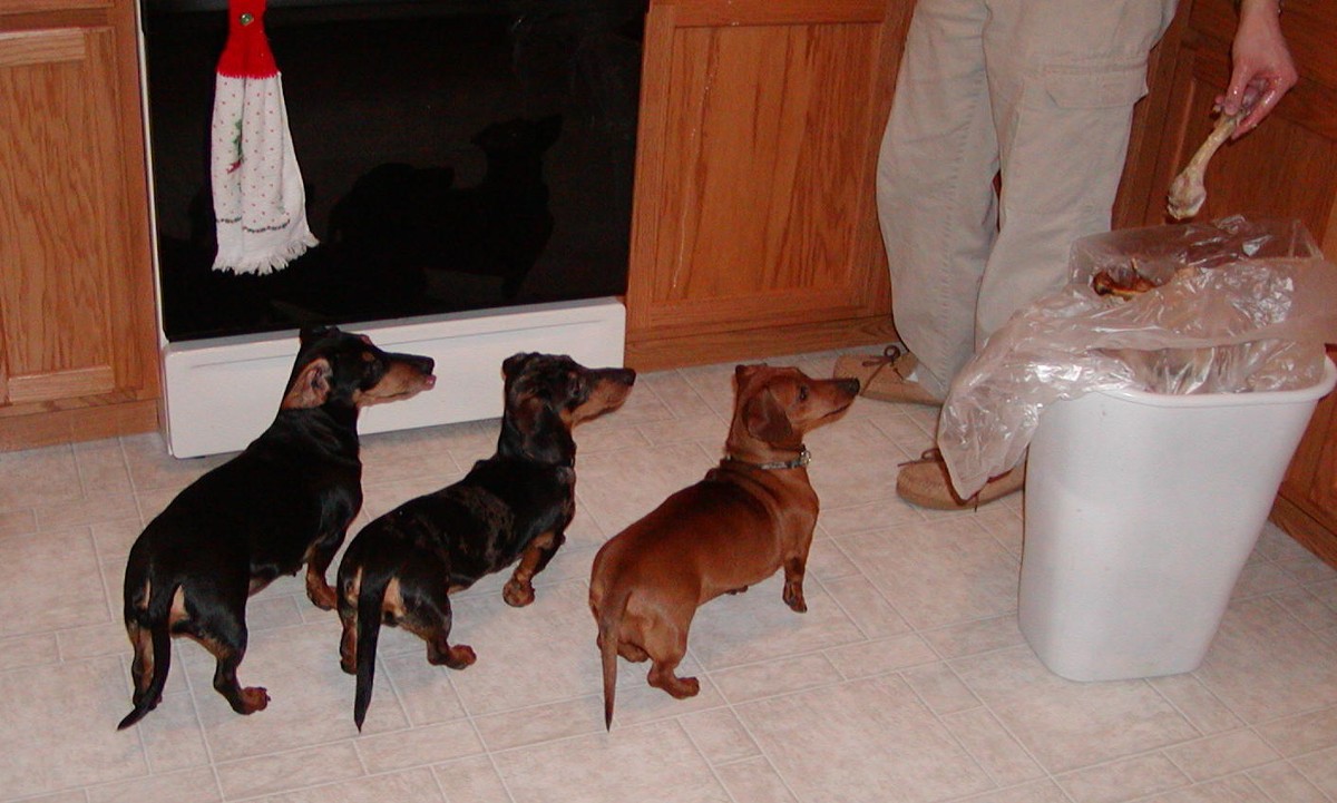 Wiener Dogs