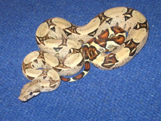 Male Colombian