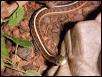eastern ribbon snake