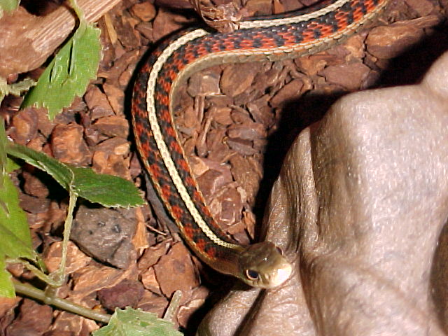 eastern ribbon snake