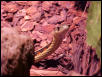 eastern ribbon snake