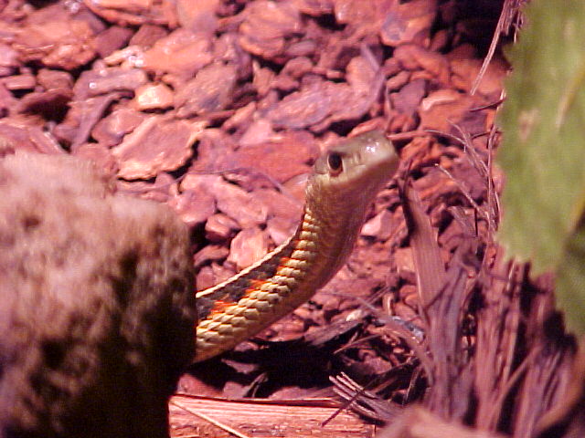 eastern ribbon snake