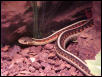 eastern ribbon snake