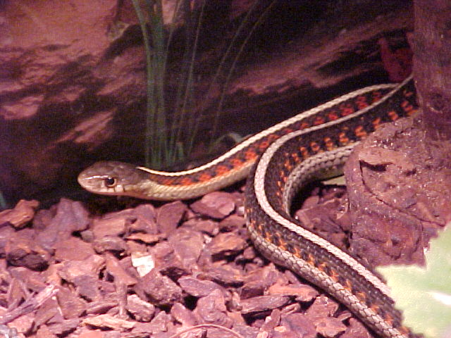 eastern ribbon snake