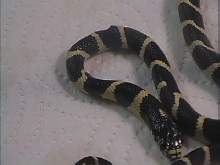 My Gympie Kingsnake