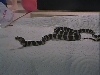 Another Pic of my Gympie Kingsnake