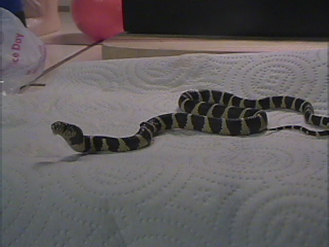 Another Pic of my Gympie Kingsnake