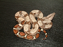2005  Lemke/Cagle Leticia Colombian Female (baby)