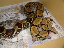 Shedding pic #1