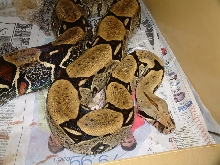 Shedding pic #2