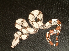 Lemke/Cagle Leticia Colombian Female