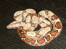 Another Lemke/Cagle Leticia Colombian