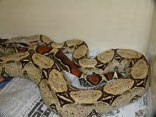 Yellow Peruvian Female