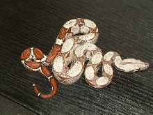 2005 Lemke/Cagle Leticia Male Colombian