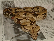 Lemke/Cagle Male Peruvian