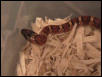 MILKSNAKE PHASE THAYERI