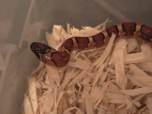 MILKSNAKE PHASE THAYERI