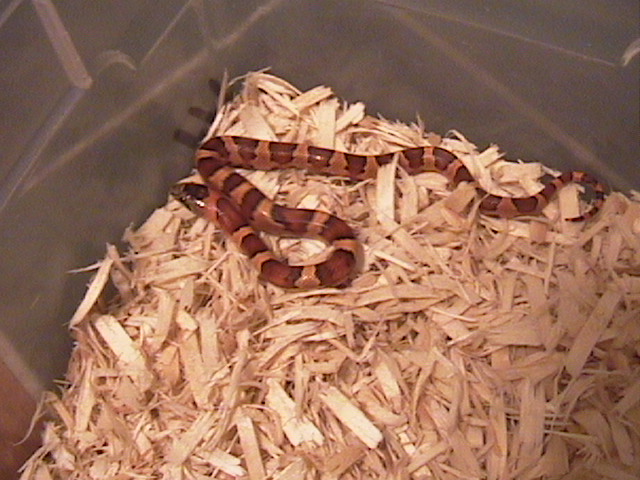 MILKSNAKE PHASE THAYERI
